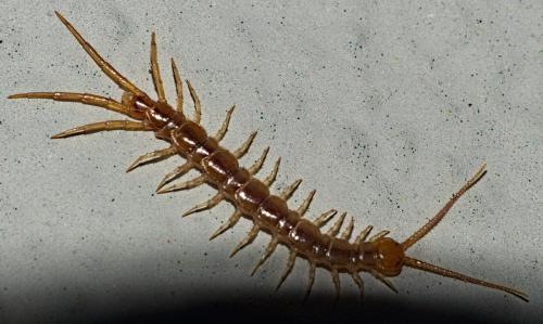 Réf. 330 379 : Lithobius sp.